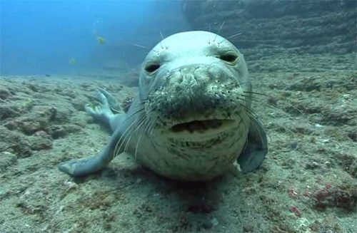 foca monje del mediterráneo