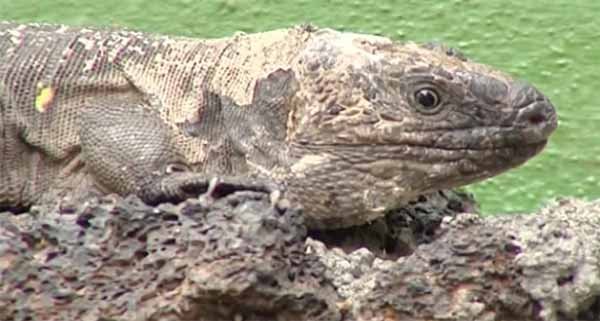 lagarto gigante del hierro