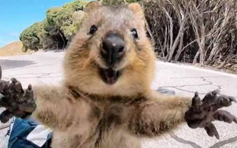 quokka