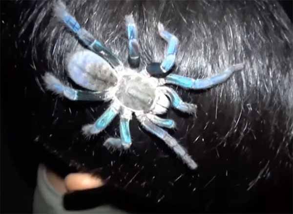 tarantula azul de paraguas