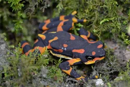 rana arlequin