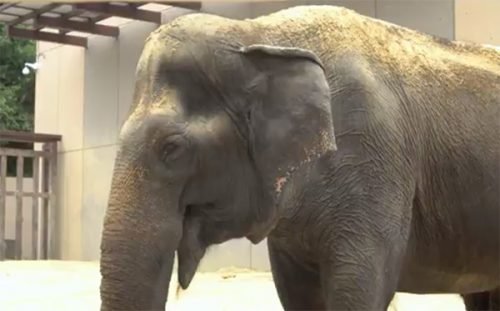 elefante asiatico