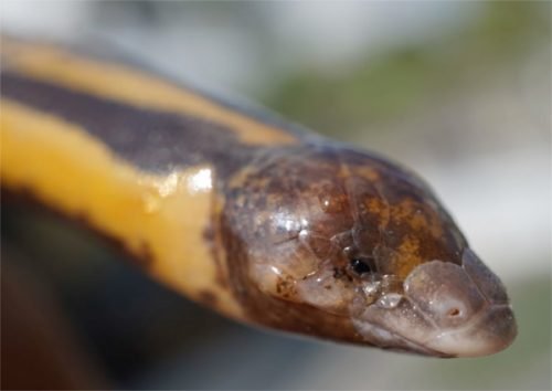 culebra ciega