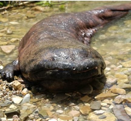 salamandra gigante china