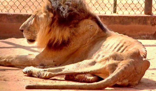 zoologico venezuela