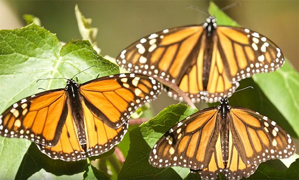 mariposa monarca
