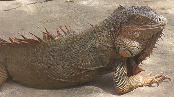 Iguana verde