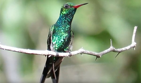 colibri esmeralda