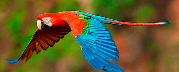 guacamaya roja