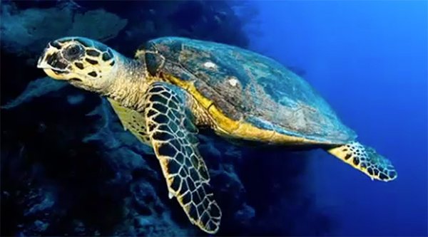 tortuga carey