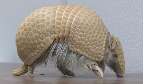 armadillo