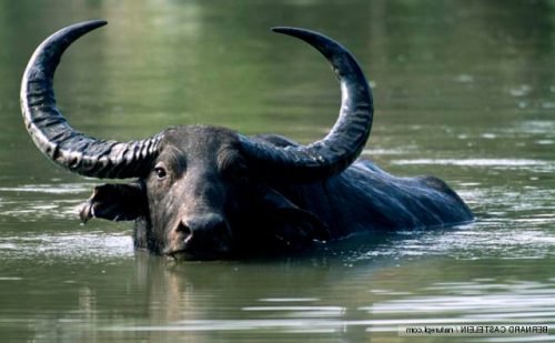 bufalo agua