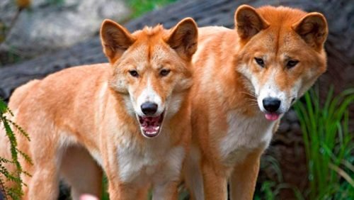 dingo