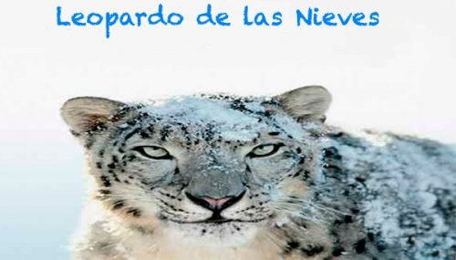 leopardo de las nieves