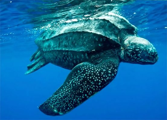 tortuga baula