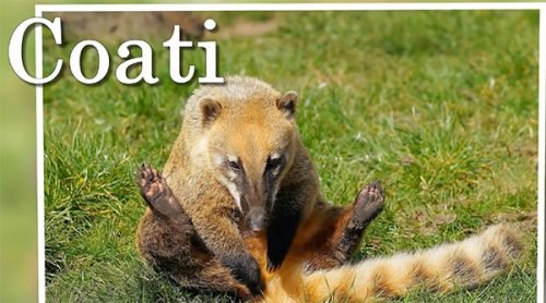 coati