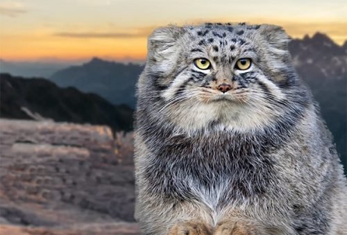 gato pallas