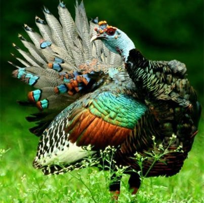 pavo ocelado