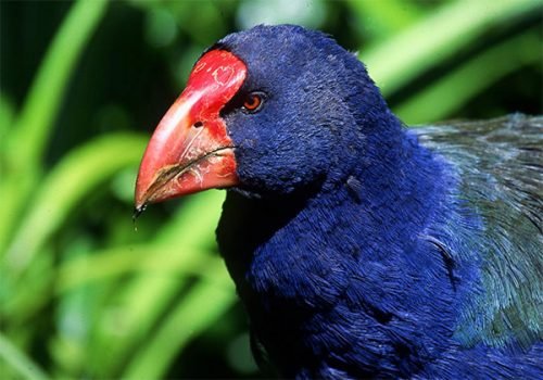 takahe