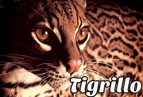tigrillo