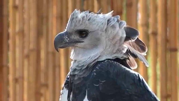 águila arpía