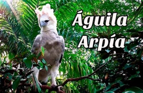 Águila Harpía