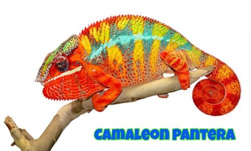 camaleón pantera
