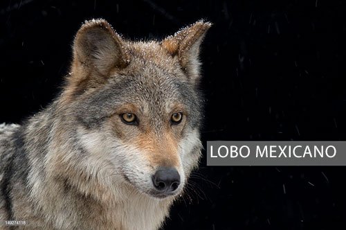lobo mexicano