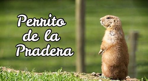 perrito de la pradera
