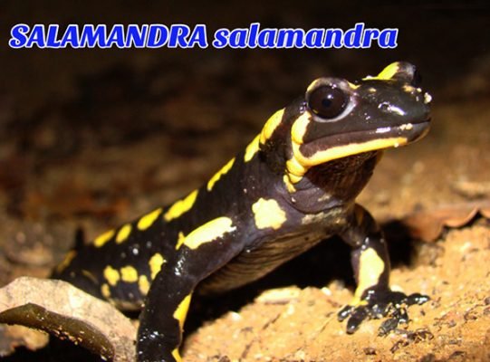 salamandra salamandra