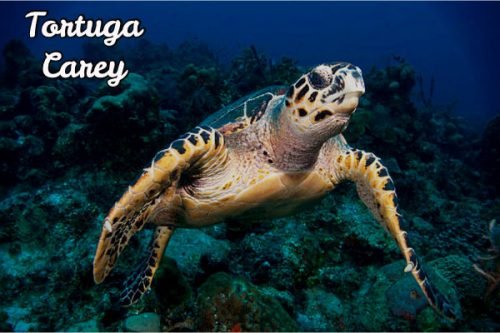 Eretmochelys imbricata