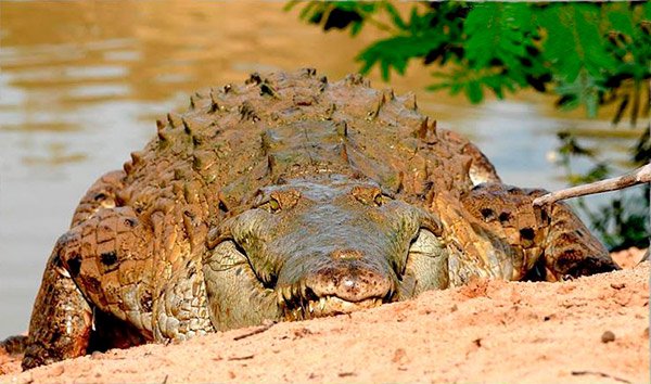 caiman del Orinoco
