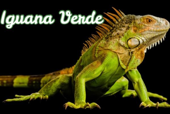 iguana verde
