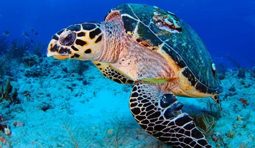 tortuga carey