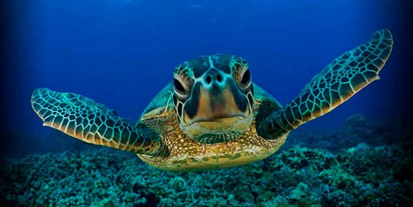 tortuga carey