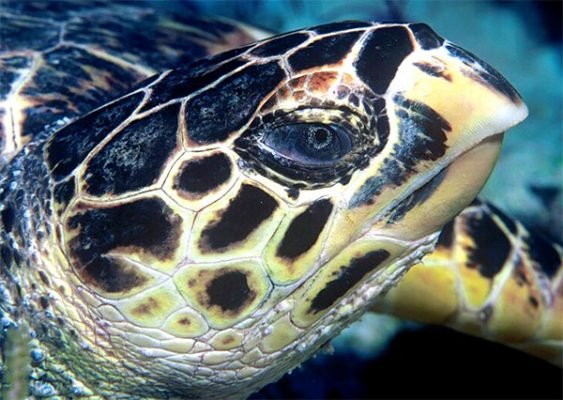 tortuga de carey
