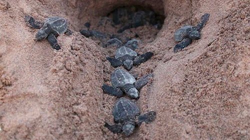 crias tortuga golfina