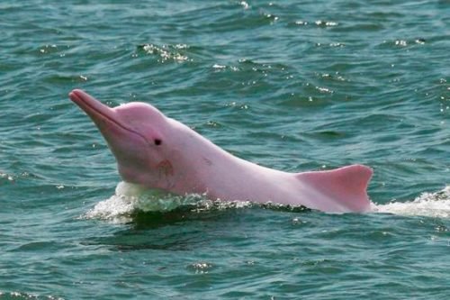 delfin rosado