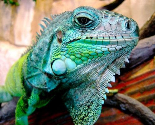 iguana azul