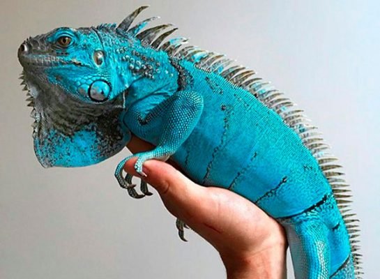 iguana azul