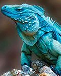 iguana azul