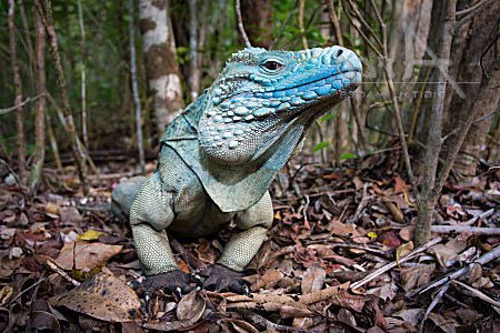 iguana azul