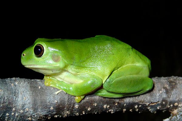 rana arborícola