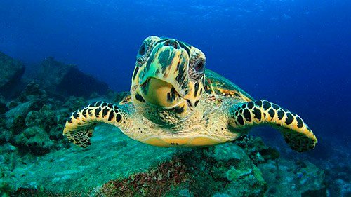 tortuga golfina