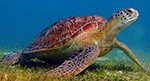 tortuga golfina