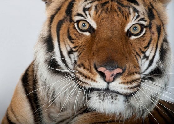tigre malayo