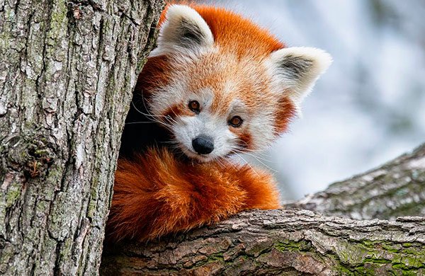 Ailurus fulgens
