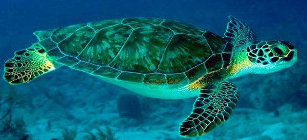 Chelonia mydas