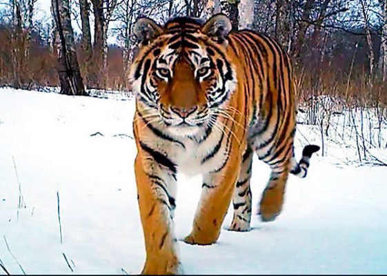 Tigre Siberiano Peso