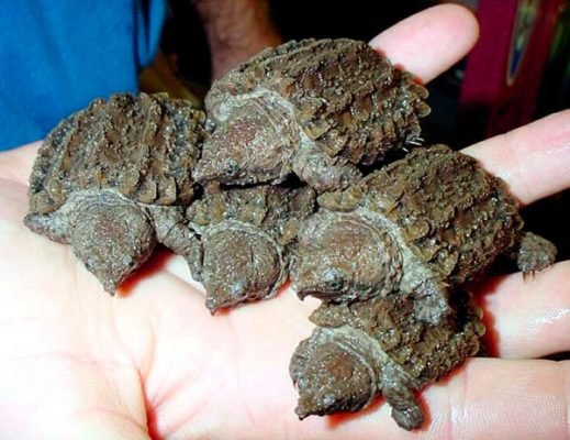 bebes tortuga caiman